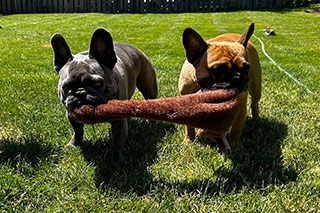 Digbey-and-Gomer