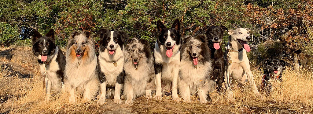 Shepherds