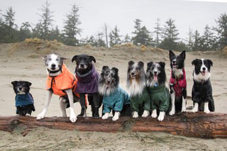 dogs-in-raincoats
