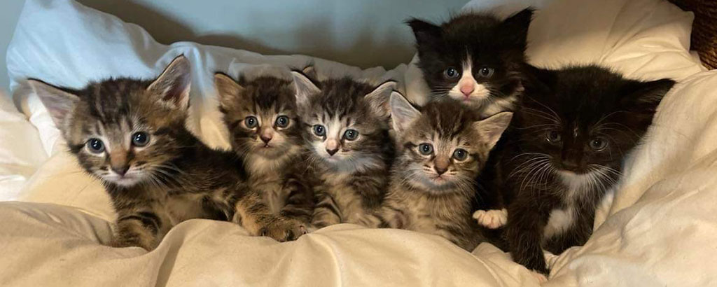 kittens