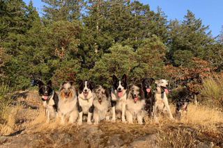 shepherds